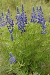 Bingen Lupine