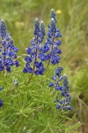 Bingen Lupine