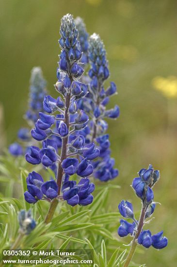 Lupinus bingenensis var. subsaccatus (L. sulphureus var. subsaccatus)