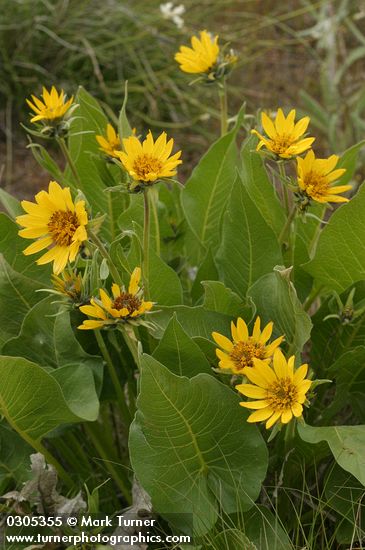 Balsamorhiza careyana