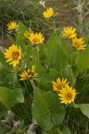 Carey's Balsamroot