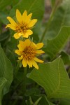 Carey's Balsamroot blossoms & foliage detail