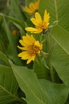 Carey's Balsamroot blossoms & foliage detail