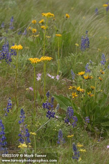 Balsamorhiza careyana; Senecio integerrimus; Phlox sp.; Lupinus sp.