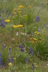 Carey's Balsamroot; Western Groundsel; Phlox & Lupines among Bluebunch Wheatgrass