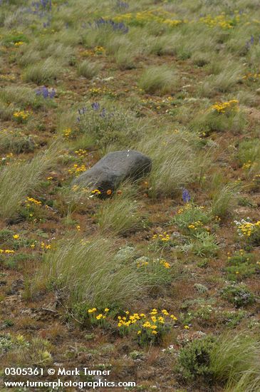 Stenotus stenophyllus (Haplopappus stenophyllus); Phlox sp.; Lupinus sp.; Agropyron spicatum