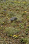 Narrowleaf Goldenweed, Phlox & Lupines among Bluebunch Wheatgrass