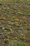 Narrowleaf Goldenweed & Phlox among Bluebunch Wheatgrass