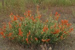 Orange (Munro's) Globemallow