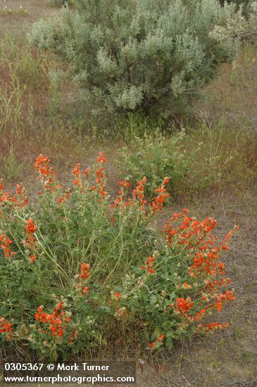 Sphaeralcea munroana