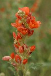 Orange (Munro's) Globemallow blossoms detail