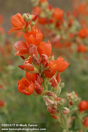 Sphaeralcea munroana