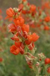 Orange (Munro's) Globemallow blossoms detail