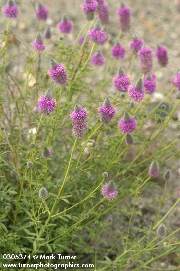 Dalea ornata (Petalostemon ornatum)