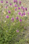 Blue Mountain Prairie Clover