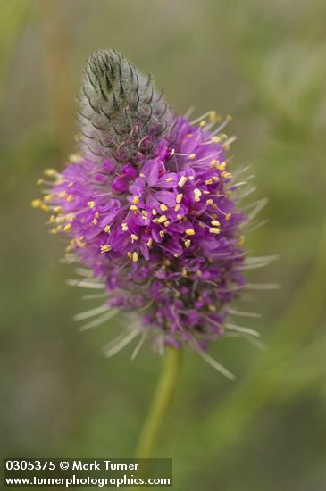 Dalea ornata (Petalostemon ornatum)