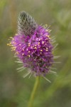 Blue Mountain Prairie Clover blossoms extreme detail