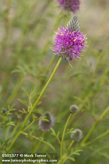 Dalea ornata (Petalostemon ornatum)