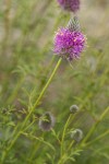 Blue Mountain Prairie Clover blossoms & foliage