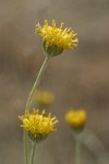 Columbia Cut Leaf blossoms detail