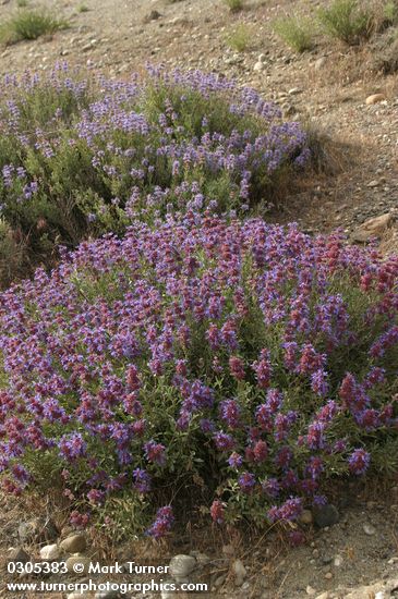 Salvia dorrii