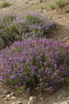 Purple Sage