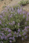 Purple Sage