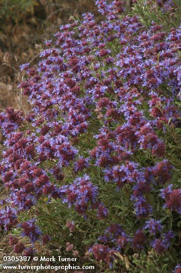 Salvia dorrii