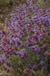 Purple Sage