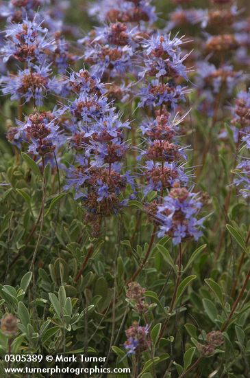 Salvia dorrii