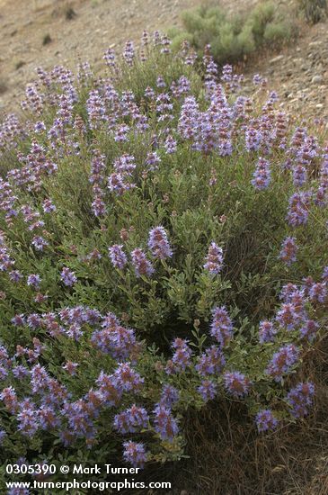 Salvia dorrii