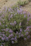 Purple Sage