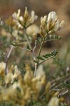 Milk-vetch blossoms & foliage detail