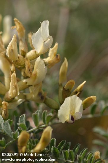 Astragalus sp.