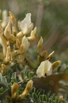 Milk-vetch blossoms & foliage detail