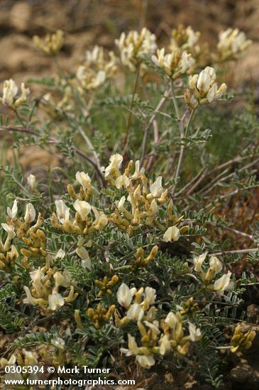 Astragalus sp.