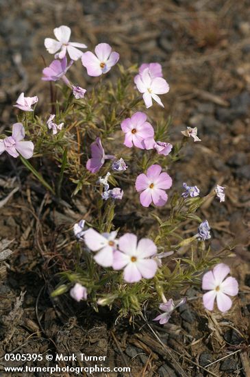 Phlox caespitosa