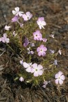 Clustered Phlox