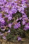 Rock Penstemon