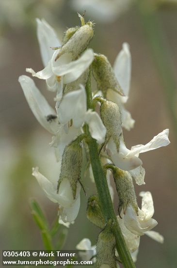 Astragalus spaldingii