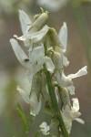 Spalding's Milk-vetch blossoms detail