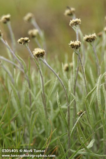 Antennaria stenophylla