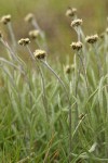 Narrowleaf Pussytoes (female flowers)