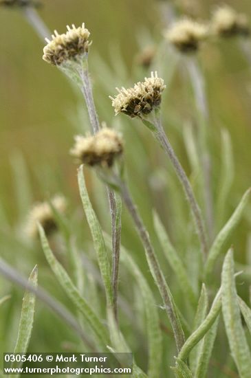 Antennaria stenophylla