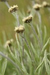 Narrowleaf Pussytoes (female flowers) detail