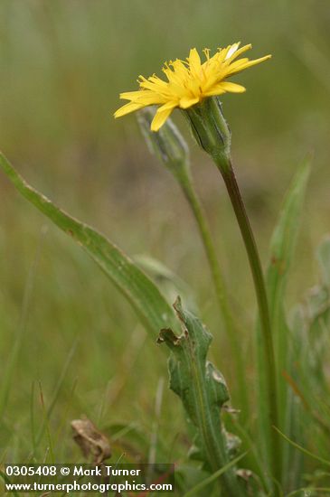 Agoseris glauca var. glauca