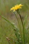 Pale Agoseris