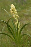 Panicled Death Camas