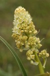 Panicled Death Camas blossoms detail