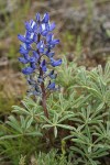 Desert Lupine